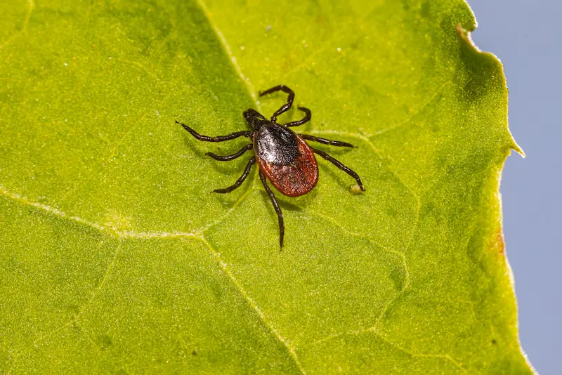 Dust and Debris Create Hiding Spots